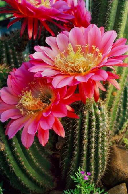 cactus-flower 